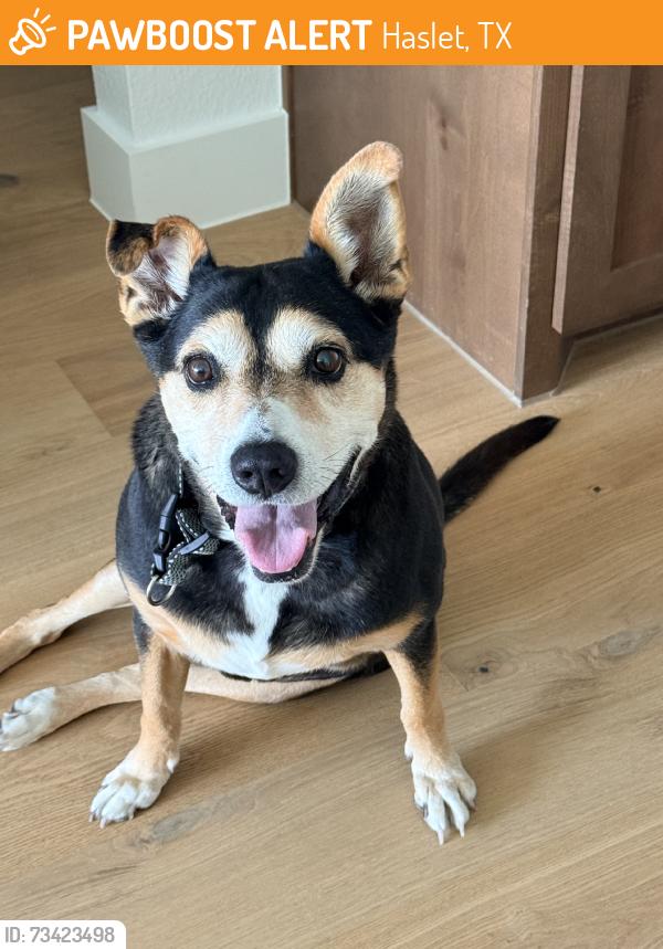 Found/Stray Female Dog last seen Blue Mound, Haslet, TX 76052