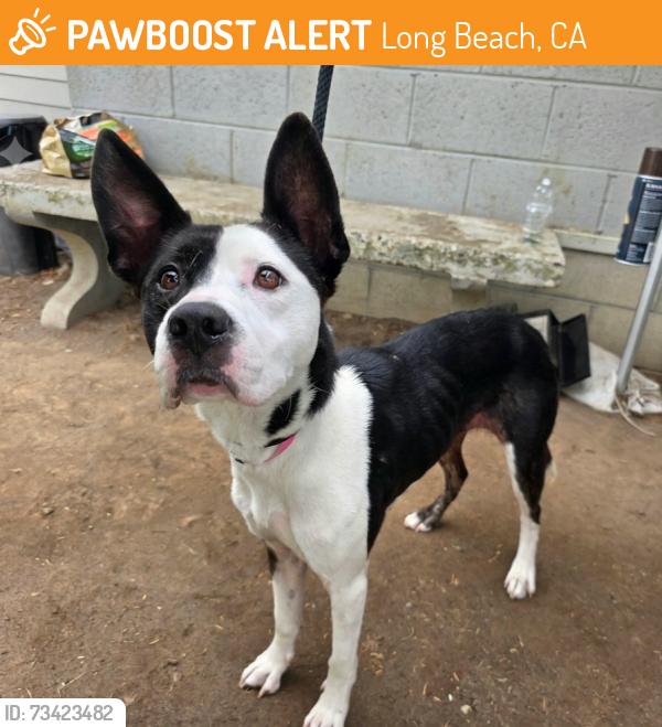 Found/Stray Female Dog last seen ramona park 3301 E 65th St, Long Beach, CA 90805, Long Beach, CA 90805