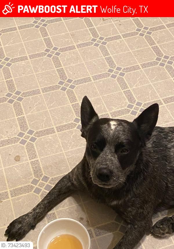 Lost Male Dog last seen Wylie st wolfe city tx 75496, Wolfe City, TX 75496