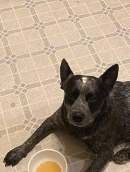 Lost Male Dog last seen Wylie st wolfe city tx 75496, Wolfe City, TX 75496