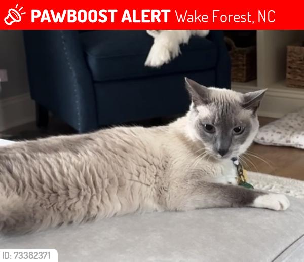 Lost Male Cat last seen Near Bruce Garner Rd, Wake Forest, NC 27587