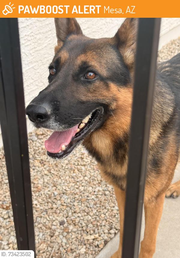 Found/Stray Male Dog last seen Superstition Springs Blvd and Baseline, Mesa, AZ 85212