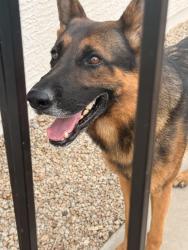 Found/Stray Male Dog last seen Superstition Springs Blvd and Baseline, Mesa, AZ 85212
