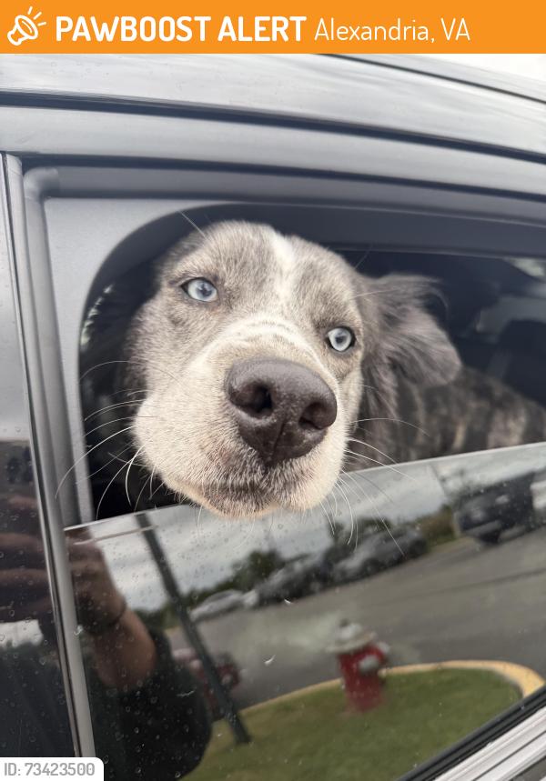 Found/Stray Unknown Dog last seen Edsall Rd Alexandria, VA, Alexandria, VA 22304