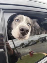 Found/Stray Unknown Dog last seen Edsall Rd Alexandria, VA, Alexandria, VA 22304