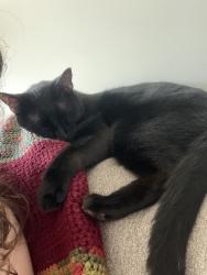 Reunited Male Cat last seen Deerfield Dr, Mt Holly, NC 28120, USA, Mount Holly, NC 28120