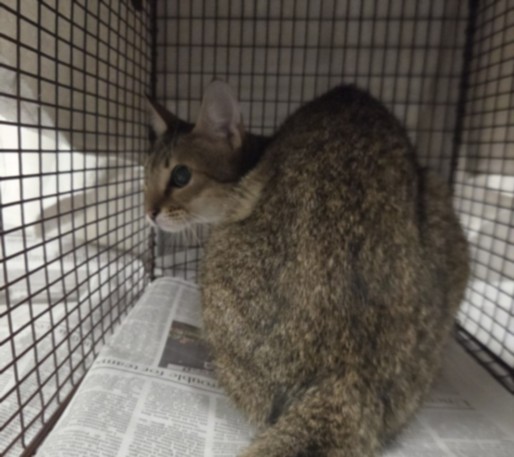 Shelter Stray Female Cat last seen , 14409 Vanowen St, Van Nuys, CA 91405, USA