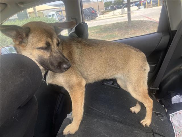 Shelter Stray Unknown Dog last seen INGRAM, 4710 TX-151, San Antonio, TX 78227, USA