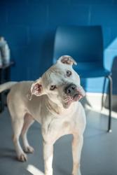 Shelter Stray Male Dog last seen Near, 5001 E Raymond St, Indianapolis, IN 46203, USA