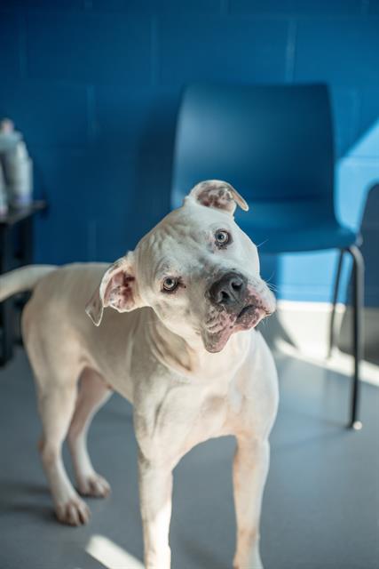 Shelter Stray Male Dog last seen Near, 5001 E Raymond St, Indianapolis, IN 46203, USA