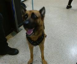 Shelter Stray Female Dog last seen Near BLOCK SW 10 AVE, 3599 NW 79th Ave, Doral, FL 33122, USA