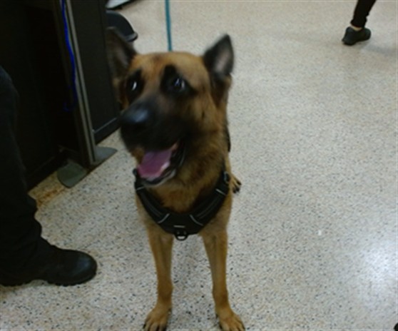 Shelter Stray Female Dog last seen Near BLOCK SW 10 AVE, 3599 NW 79th Ave, Doral, FL 33122, USA