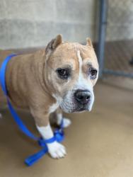 Shelter Stray Male Dog last seen Near BLOCK OF CHURCH AVE, 130 Beyer Way, Chula Vista, CA 91911, USA