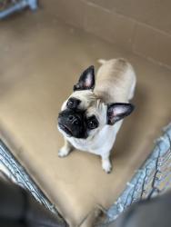 Shelter Stray Female Dog last seen Near BLOCK OF CHURCH AVE, 130 Beyer Way, Chula Vista, CA 91911, USA