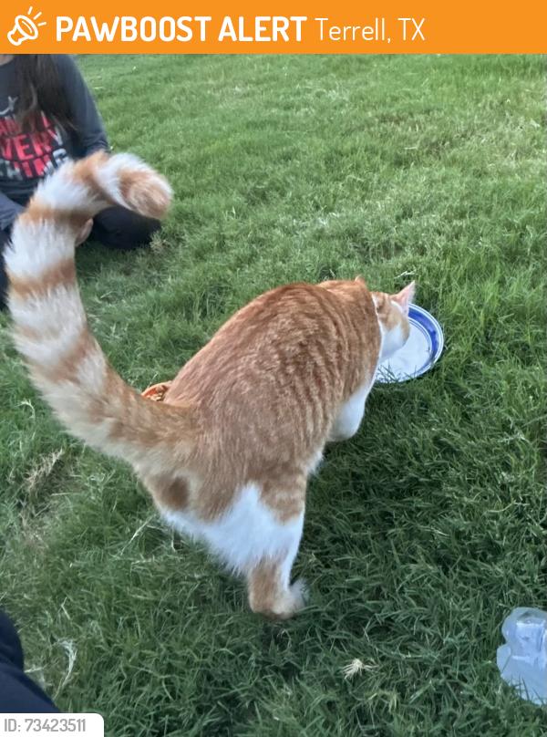 Found/Stray Female Cat last seen Crossroads Parkway, Terrell, TX 75160