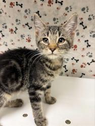 Shelter Stray Female Cat last seen BLEHEIM ST\\MARBOROUGH AVE, 6851 Van Buren Boulevard, Jurupa Valley, CA 92509, USA
