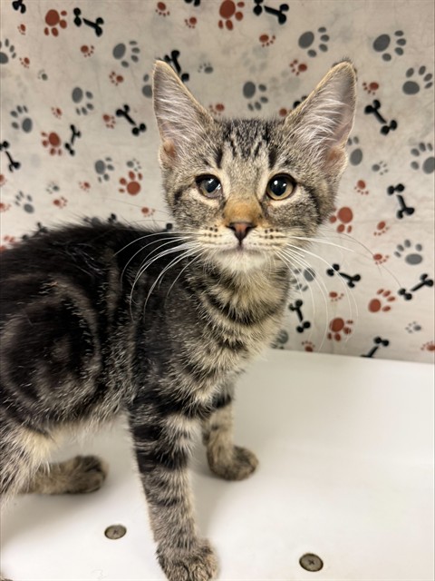Shelter Stray Female Cat last seen BLEHEIM ST\\MARBOROUGH AVE, 6851 Van Buren Boulevard, Jurupa Valley, CA 92509, USA
