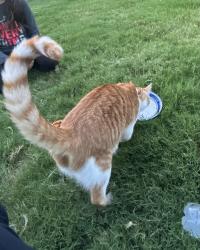 Found/Stray Female Cat last seen Crossroads Parkway, Terrell, TX 75160