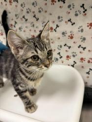 Shelter Stray Female Cat last seen BLEHEIM ST\\MARBOROUGH AVE, 6851 Van Buren Boulevard, Jurupa Valley, CA 92509, USA
