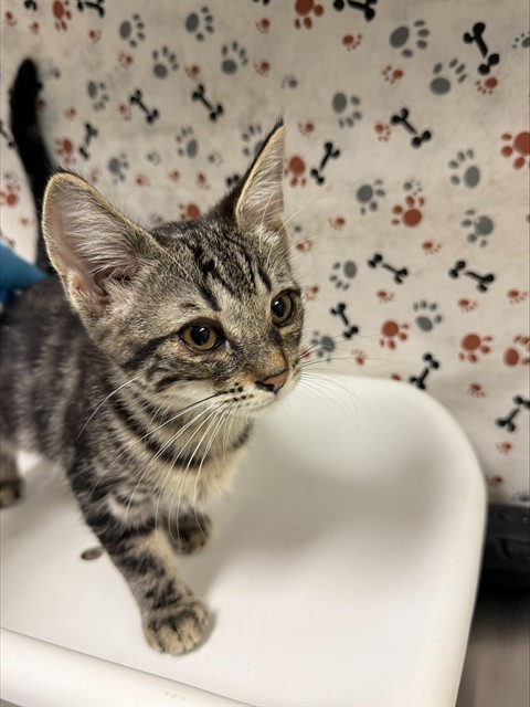 Shelter Stray Female Cat last seen BLEHEIM ST\\MARBOROUGH AVE, 6851 Van Buren Boulevard, Jurupa Valley, CA 92509, USA