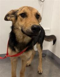 Shelter Stray Female Dog last seen Near BLOCK WHITMORE RD, ANZA, CA, 581 S Grand Ave, San Jacinto, CA 92582, USA