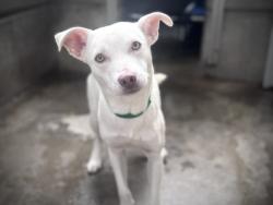 Shelter Stray Male Dog last seen , 957 N Gaffey St, San Pedro, CA 90731, USA