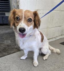 Shelter Stray Female Dog last seen N G ST X W 21ST ST, 333 Chandler Pl, San Bernardino, CA 92408, USA