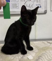 Shelter Stray Female Cat last seen , 600 Aviation Dr, Camarillo, CA 93010, USA