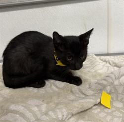 Shelter Stray Male Cat last seen , 600 Aviation Dr, Camarillo, CA 93010, USA