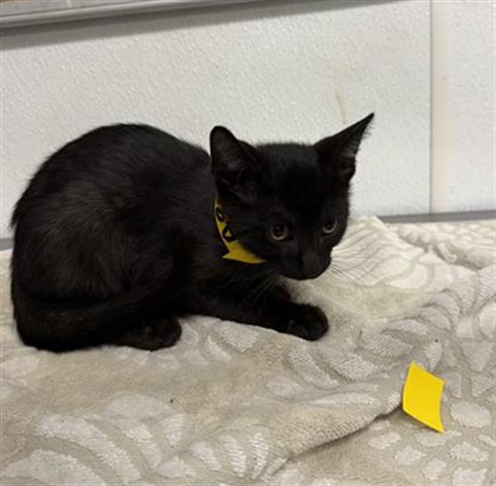 Shelter Stray Male Cat last seen , 600 Aviation Dr, Camarillo, CA 93010, USA