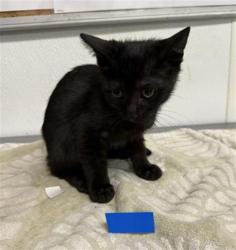 Shelter Stray Female Cat last seen , 600 Aviation Dr, Camarillo, CA 93010, USA