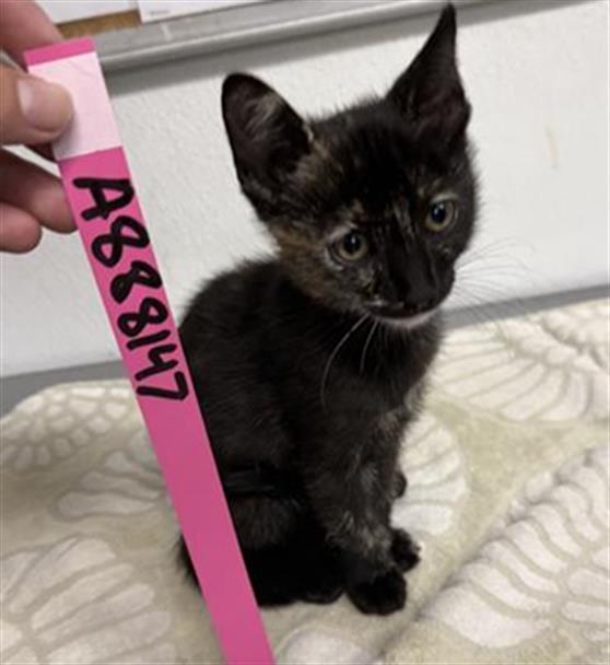 Shelter Stray Female Cat last seen , 600 Aviation Dr, Camarillo, CA 93010, USA