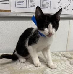 Shelter Stray Male Cat last seen , 600 Aviation Dr, Camarillo, CA 93010, USA
