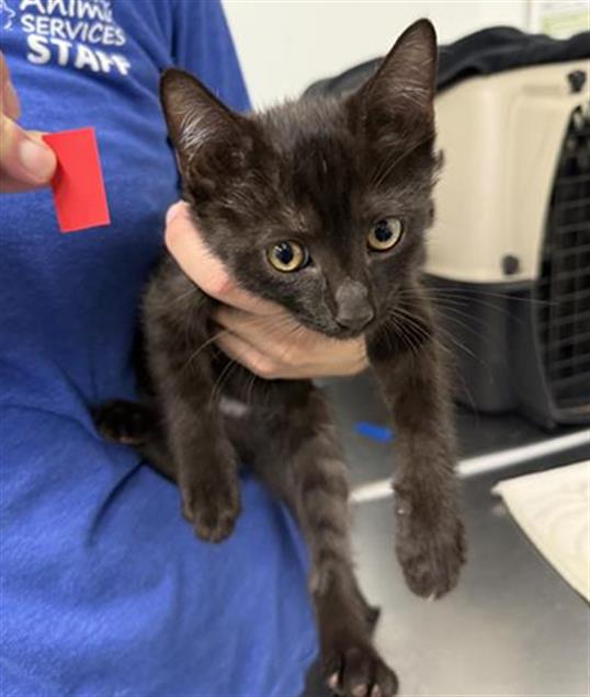 Shelter Stray Female Cat last seen , 600 Aviation Dr, Camarillo, CA 93010, USA