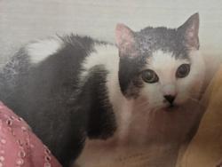 Shelter Stray Female Cat last seen , 11361 W Pico Blvd, Los Angeles, CA 90064, USA