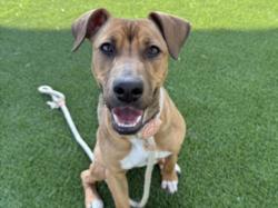 Shelter Stray Female Dog last seen , 1850 W 60th St, Los Angeles, CA 90047, USA