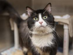 Shelter Stray Male Cat last seen 55TH ST AND VAN BUREN, 5501 E Van Buren St, Phoenix, AZ 85008, USA