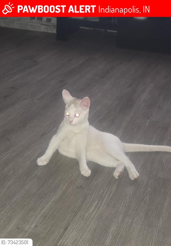 Lost Male Cat last seen Entre la falcon y la truhs, Indianapolis, IN 46222
