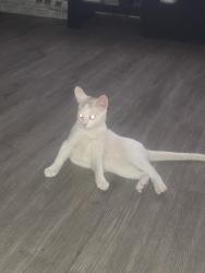 Lost Male Cat last seen Entre la falcon y la truhs, Indianapolis, IN 46222