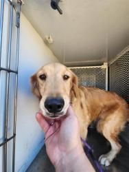Shelter Stray Male Dog last seen Near BLOCK MAIN ST, WOODY CA 93287, 3951 Fruitvale Ave, Bakersfield, CA 93308, USA
