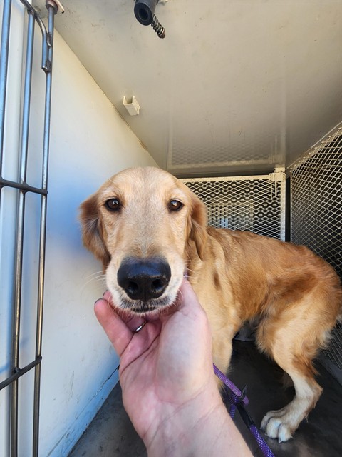 Shelter Stray Male Dog last seen Near BLOCK MAIN ST, WOODY CA 93287, 3951 Fruitvale Ave, Bakersfield, CA 93308, USA