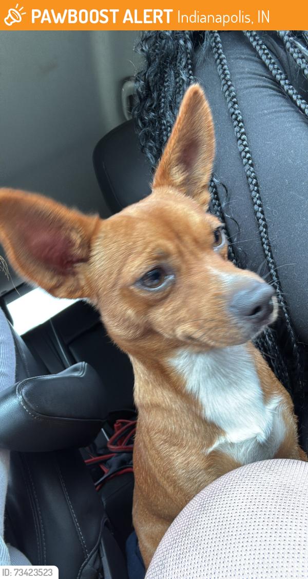 Found/Stray Male Dog last seen 38th and alsace, Indianapolis, IN 46226