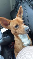 Found/Stray Male Dog last seen 38th and alsace, Indianapolis, IN 46226