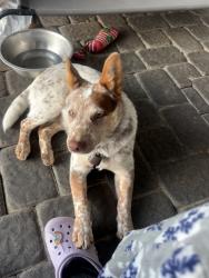 Lost Male Dog last seen Clowd rd, Faulkner rd near a ranch, Santa Paula, CA 93060