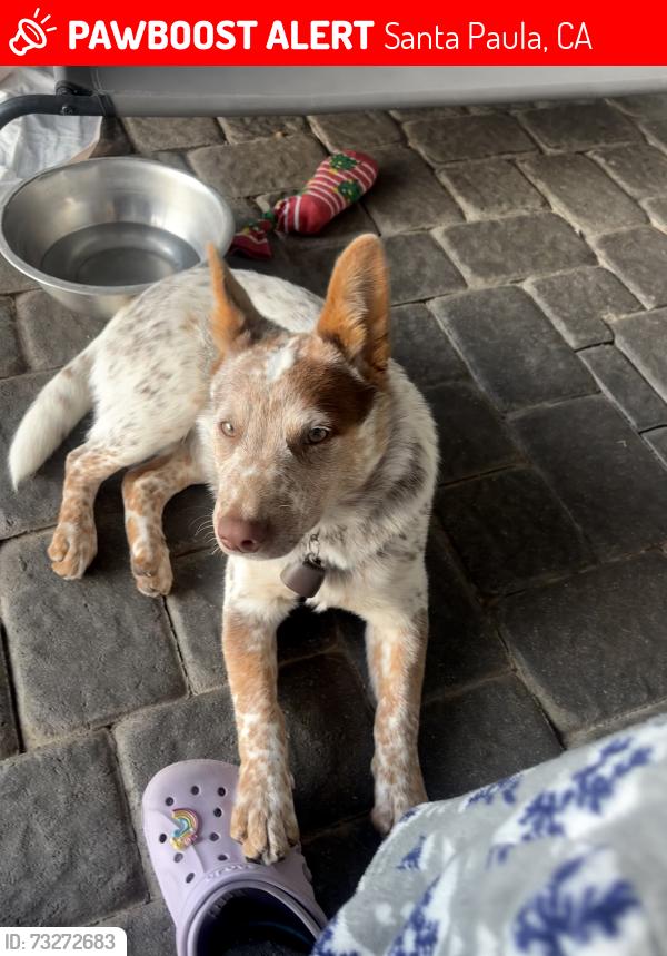 Lost Male Dog last seen Clowd rd, Faulkner rd near a ranch, Santa Paula, CA 93060