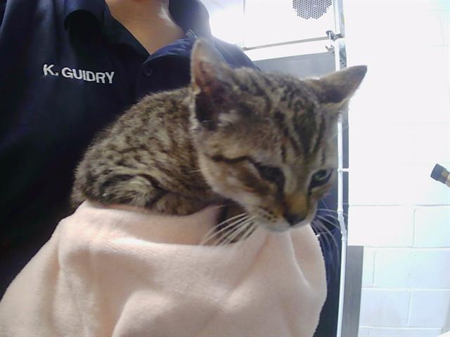 Shelter Stray Male Cat last seen CHARLOTTE, 8315 Byrum Dr, Charlotte, NC 28217, USA