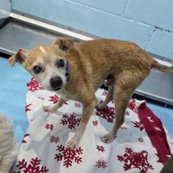 Shelter Stray Male Dog last seen Near BLK BELHURST AVE. LONG BEACH CA 90805, 7700 E Spring St, Long Beach, CA 90815, USA
