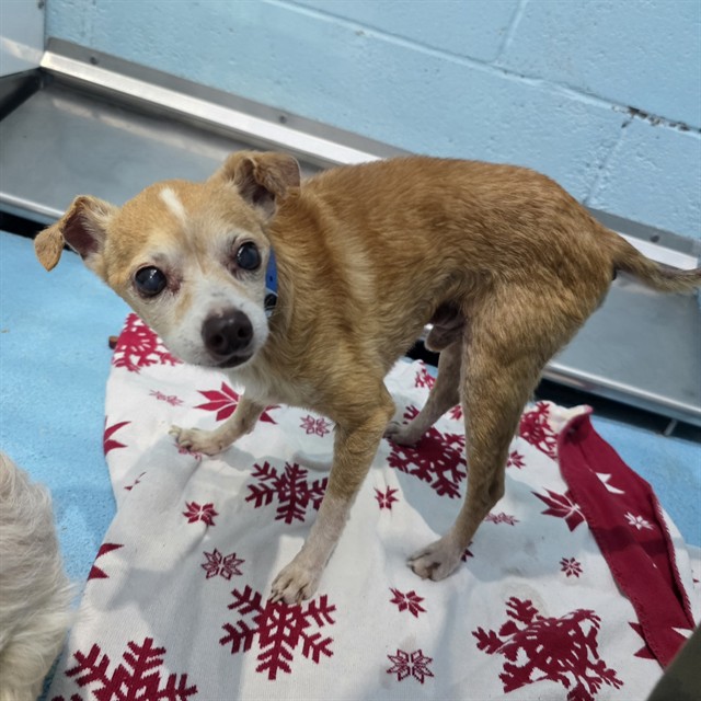 Shelter Stray Male Dog last seen Near BLK BELHURST AVE. LONG BEACH CA 90805, 7700 E Spring St, Long Beach, CA 90815, USA
