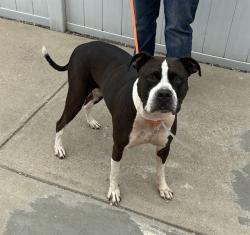 Shelter Stray Female Dog last seen 19TH STREET, 3528 Newburg Rd, Louisville, KY 40218, USA