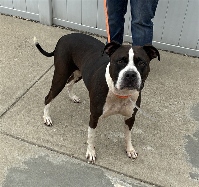 Shelter Stray Female Dog last seen 19TH STREET, 3528 Newburg Rd, Louisville, KY 40218, USA